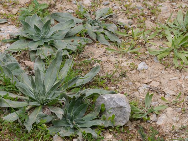 <h3><a href="/trips/kreta/biota/plantae/tracheophyta/magnoliopsida/lamiales/scrophulariaceae/verbascum macrurum/verbascum macrurum-nl.html">Verbascum&nbsp;macrurum</a> /  / </h3>OM-1 Mark II met OLYMPUS M.150-400mm F4.5, 1/1000 sec  bij F10.0, ISO 2000, afstand 6.44&nbsp;m